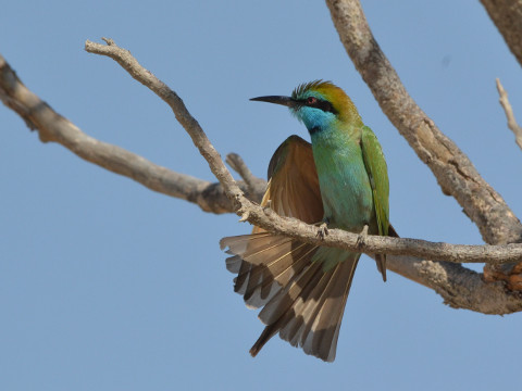 Vogels in Dubai