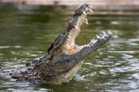 Dubai: Dubai Krokodillenpark Toegangsbewijs
