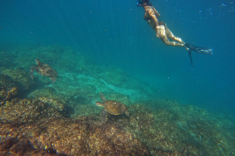 Vanuit Dubai: Snorkelen in Fujairah met schildpadden, Transfer & BBQ