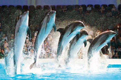 Dubai: Dubai Dolfinarium Dolfijn, Zeehond & Vogelshow Tickets