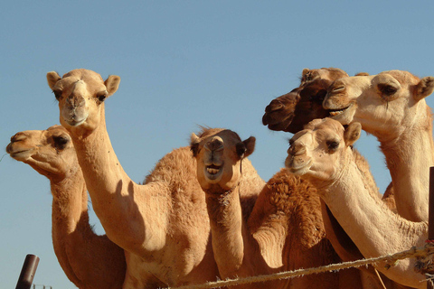 Vanuit Dubai: Al Ain tuinstad sightseeingervaring