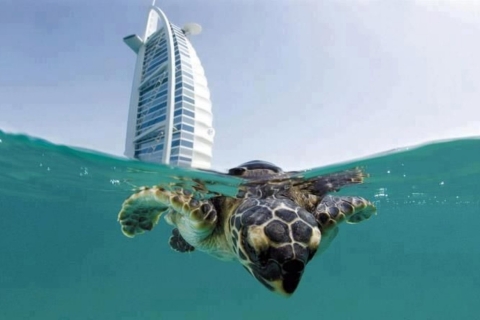 Dubai: duikervaring bij het rif van Burj Al Arab