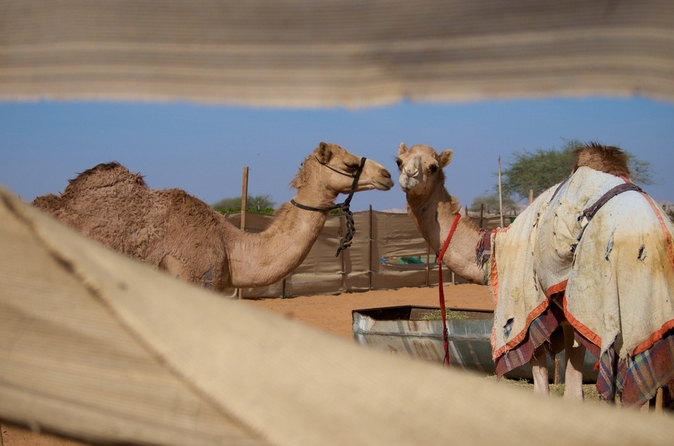 Sightseeingtour naar de stad Al Ain - de Tuinstad Sightseeingtour naar de stad Al Ain - de Tuinstad