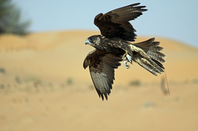 Tour met kennismaking met valkerij en wilde dieren in Dubai Tour met kennismaking met valkerij en wilde dieren in Dubai